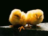 Poussin